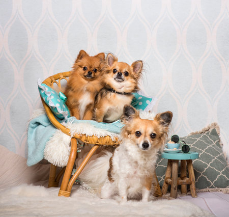 Chihuahua and spitz dogs sitting on chair in studio, portraitの写真素材