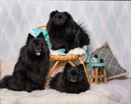 Black German Spitz dogs sitting on chair in studio, portraitの写真素材