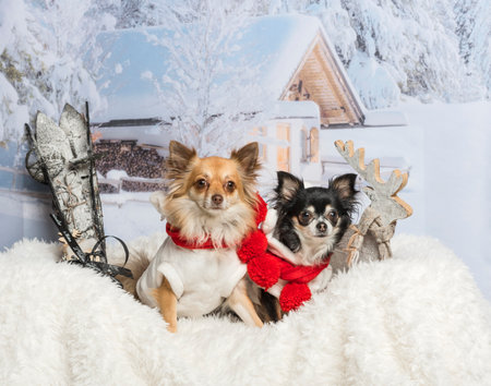 Chihuahuas sitting together on fur in winter scene の写真素材