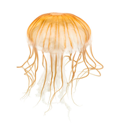 Japanese sea nettle, Chrysaora pacifica, Jellyfish against white backgroundの写真素材