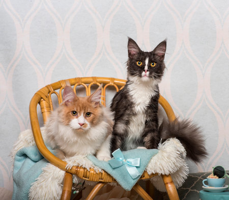 Maine coon cats sitting on chair in studio, portraitの写真素材