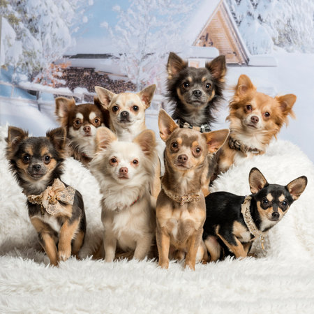 Chihuahuas sitting together in winter scene, portraitの写真素材