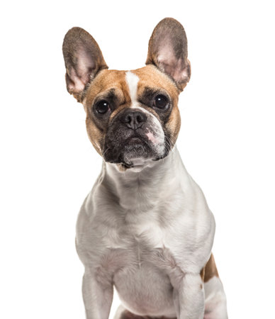 French Bulldog , 3 years old, sitting against white backgroundの写真素材