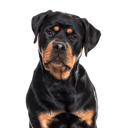 Rottweiler dog sitting against white backgroundの写真素材