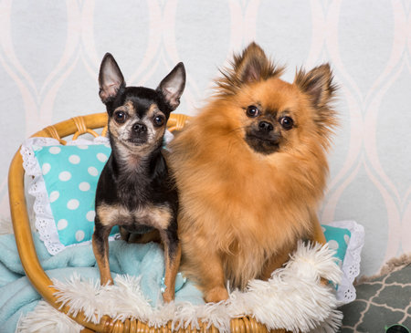 Chihuahua dog sitting on chair in studio, portrait