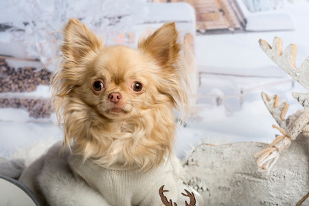 Chihuahua in portrait against winter sceneの写真素材