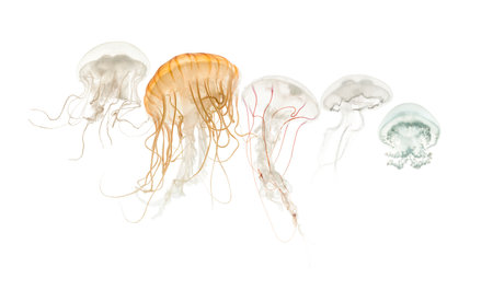 Common jellyfish, Aurelia aurita, Cannonball jellyfish, Stomolophus meleagris, Purple-striped...