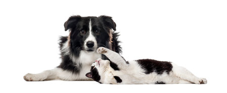 Border Collie, Mixed breed cat, in front of white backgroundの写真素材