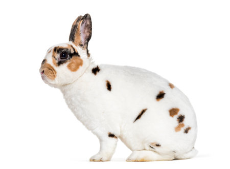 Rex Dalmatian Rabbit, sitting against white backgroundの写真素材