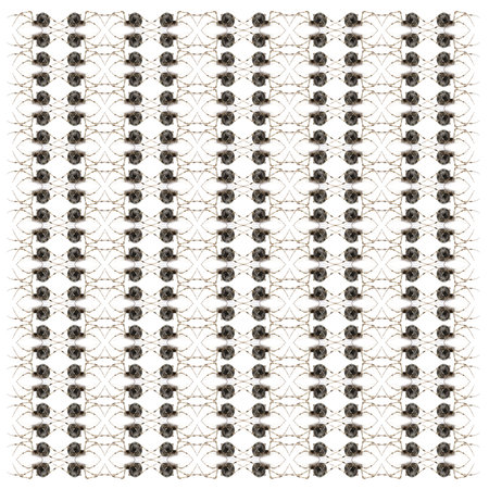 Common house spider, Achaearanea tepidariorum, in repeated pattern, in front of white background