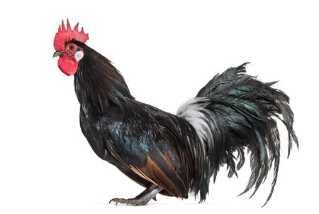 Bassette Liegeoise, a breed of large bantam chicken from Belgium, standing against white background
