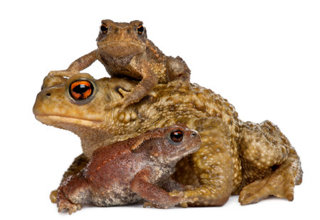 Mother Common toad and her babies, bufo bufo, in front of white backgroundの写真素材