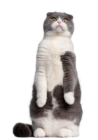 Scottish Fold cat, 1 year old, standing up in front of white backgroundの写真素材