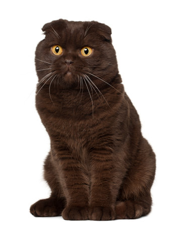 Scottish Fold cat, 18 months old, sitting in front of white backgroundの写真素材
