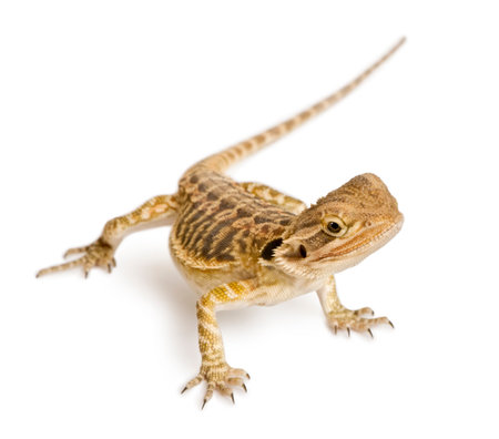 Lawson's dragon, Pogona henrylawsoni, against white backgroundの写真素材