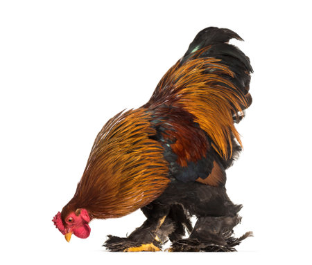 Brahma Rooster, standing against white backgroundの写真素材