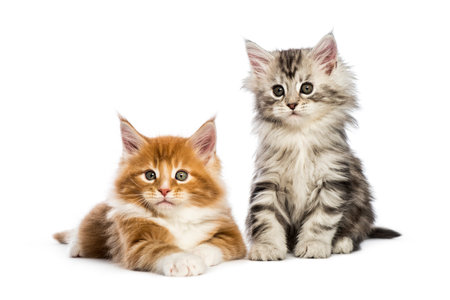 Maine coon kittens, 8 weeks old, lying together, in front of white backgroundの写真素材