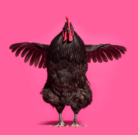 Orpington chicken standing against white backgroundの写真素材