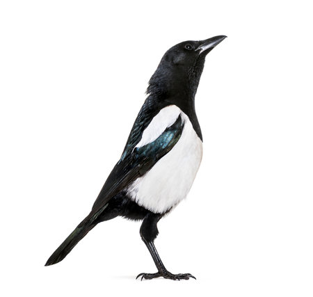 Common Magpie, Pica pica, in front of white backgroundの写真素材
