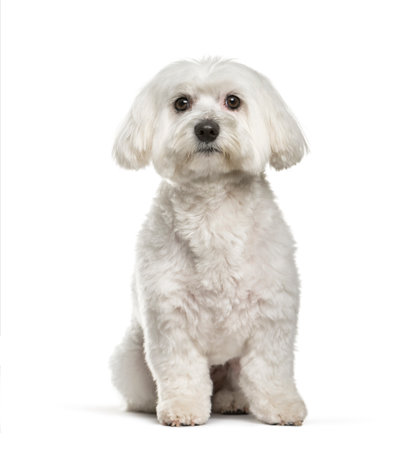 Maltese dog, 2 years old, sitting against white background