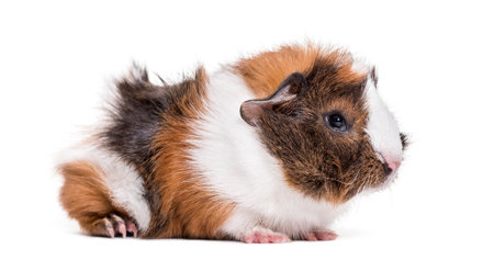 Guinea pig against white backgroundの写真素材