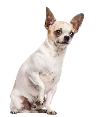 Chihuahua sitting and looking away against white backgroundの写真素材