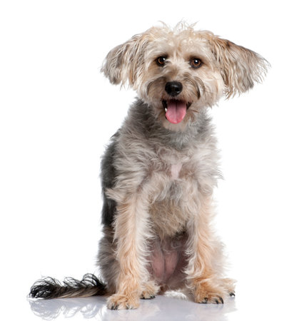 Mixed-Breed Dog with a yorkshire in front of a white background