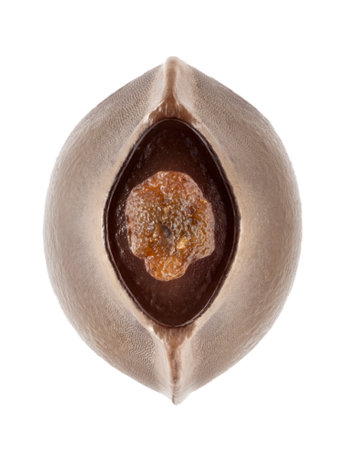 egg of stick insect - Phobaeticus serratipes
