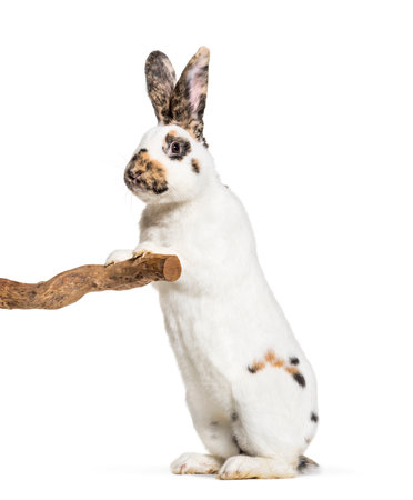 Checkered Giant rabbit standing against white backgroundの写真素材