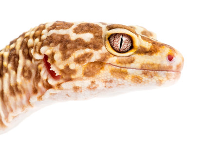 Leopard gecko, Eublepharis macularius, close up against white backgroundの写真素材