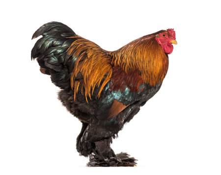 Brahma Rooster, standing against white backgroundの写真素材