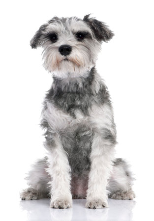 Grey Standard Schnauzer puppy sitting (7 months old) in front of a white backgroundの写真素材