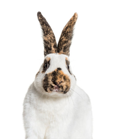 Checkered Giant rabbit against white backgroundの写真素材
