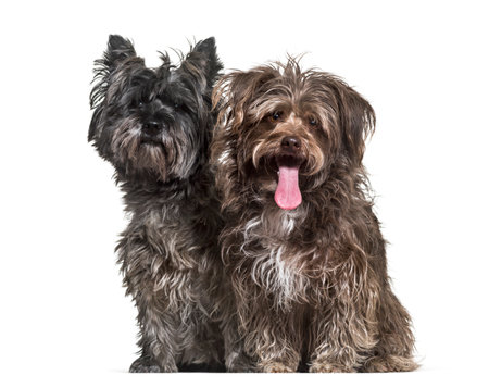 Mixed-breed dogs sitting together against white backgroundの写真素材