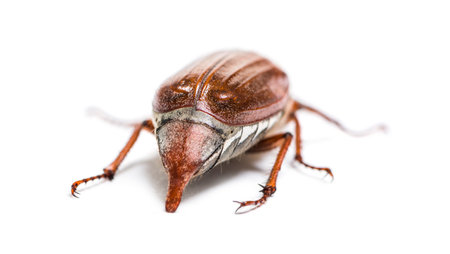 Summer chafer or European june beetle, Amphimallon solstitiale, in front of white backgroundの写真素材