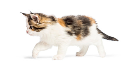 Maine coon kittenの写真素材