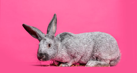 Argente rabbit