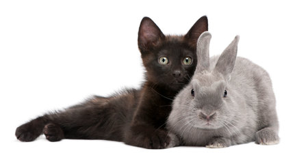 Black kitten playing with rabbit in front of white backgroundの写真素材