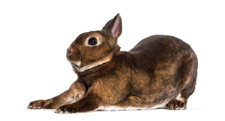 Rex Rabbit stretching against white backgroundの写真素材