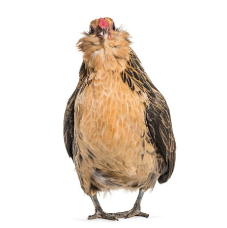 Barbu de Grubbe chicken, standing against white backgroundの写真素材