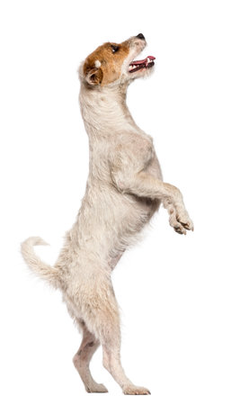 Parson Russell Terrier standing on hind legs and looking up against white backgroundの写真素材