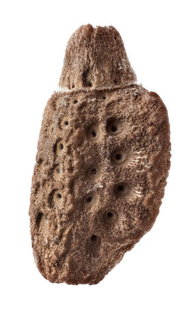 Egg of Phyllium giganteum, stick insects, phasmatodeaの写真素材