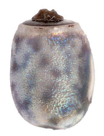Egg of stick insects - Myronides sp.