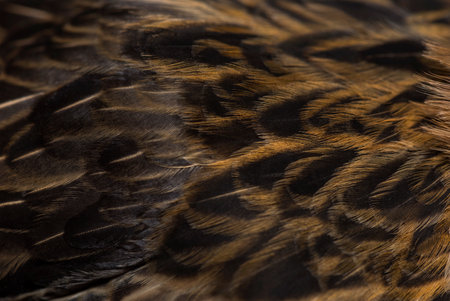 Barbu de Grubbe chicken against white backgroundの写真素材