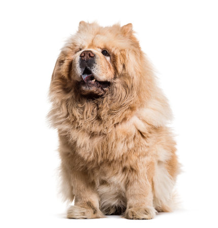 Chow chow dog, 8 years old, sitting against white backgroundの写真素材