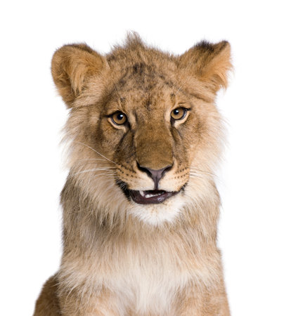 Lion, Panthera leo, 9 months old, in front of a white background, studio shotの写真素材
