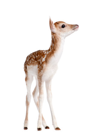Side view of Fallow Deer Fawn, Dama dama, 5 days old, standing against white background, studio shotの写真素材
