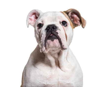 French Bulldog, 5 months old, close up against white backgroundの写真素材