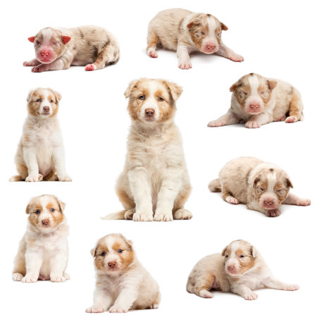 Evolution of an Australian shepherd puppy, 1 days to 2 months old, against white backgroundの写真素材