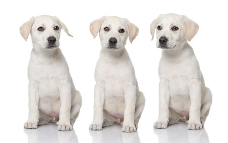 dogs, Three cream Labrador retriever puppies sitting in a row, in front of white background and facing the cameraの写真素材